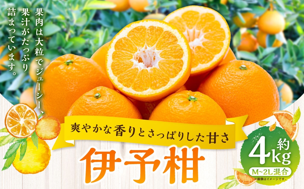 
                  【 爽やかな香りとさっぱり甘さ 】 伊予柑 約4kg みかん ミカン 柑橘 柑橘系 柑橘類 くだもの 果物 フルーツ 果実 果汁 果肉 国産 愛媛県産 【 2027年1月上旬～2月下旬発送予定 】 ( 1081 )
                