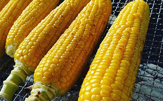 朝もぎ直送｜北海道江別産AmbitiousFarm　極甘スイートコーン　"恵味ゴールド"　3箱（18本）【2026年7月下旬より発送開始】 EB8-0156