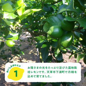 S131-004A_天草南蛮レモン　等級「優良混」1kg