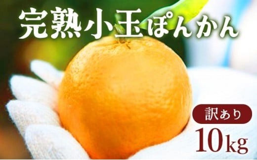 【先行予約】 訳アリ完熟小玉ぽんかん＜10kg＞ 国産 東洋町産 訳あり 甘い コク ジューシー 蜜柑 ミカン 果肉 高知県 東洋町 四国 お取り寄せ フルーツ 果物 家庭用 自宅用 送料無料 産地直送