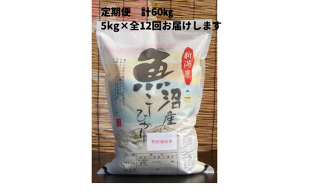【令和７年産新米】12か月定期便　がんこおやじが作った南魚沼産コシヒカリ白米５kg
