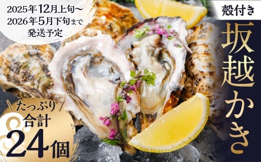 牡蠣 坂越かき 殻付き牡蠣 24個 【2025年12月上旬～2026年5月下旬まで発送予定】／ かき カキ オイスター 生牡蠣 殻付 魚介 貝 海産物 生食 ギフト 兵庫県 赤穂市