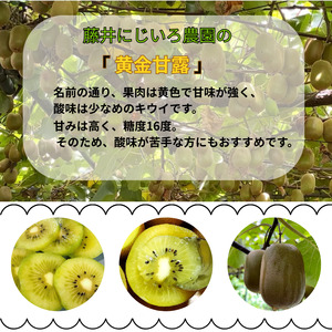 【先行予約】キウイ 黄金甘露 約1.9kg 希少品種 山口県阿武町産【2026年9月中旬～10月中旬発送】
