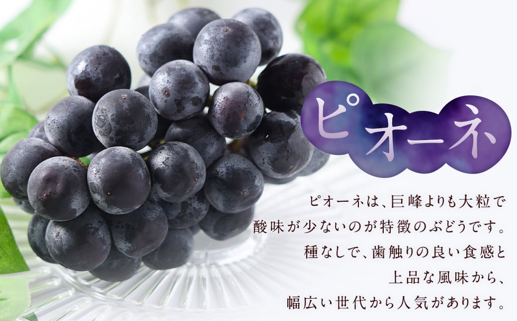 数量限定 博多ピオーネ 約350g×4パック 計約1.4kg【2025年6月下旬～8月上旬発送予定】 ぶどう ブドウ 果物 フルーツ 福岡県産