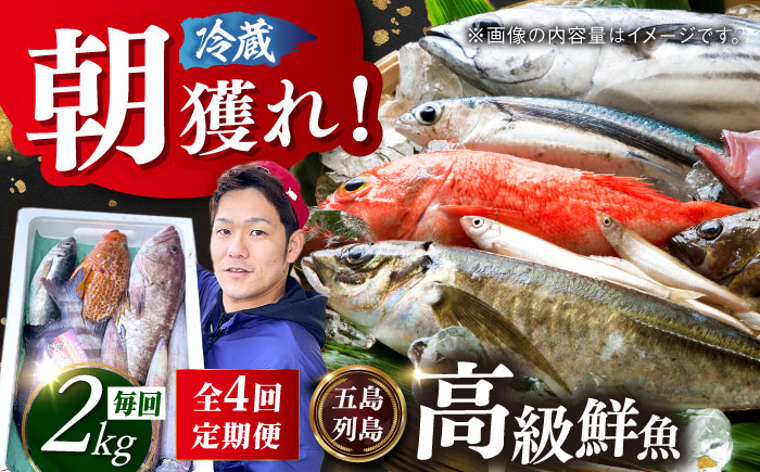 【全4回定期便】【五島列島直送】朝獲れ高級鮮魚セット2kg 五島市 / 鯛福丸水産[PDP005]  魚 鮮魚 セット 海鮮 直送 さかな 詰合せ 冷蔵 定期