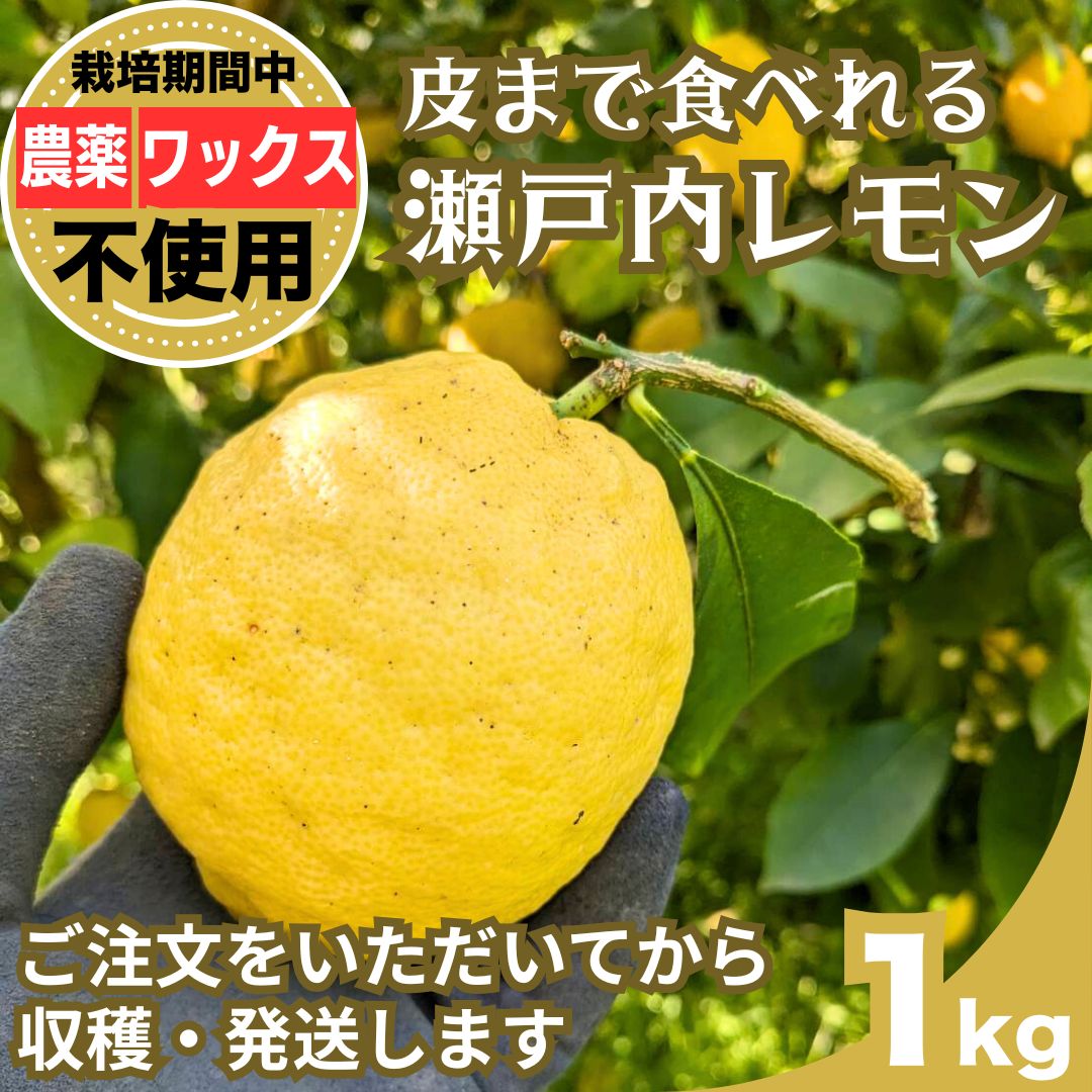 【ふるさと納税】注文後収穫 瀬戸内レモン 1kg 栽培期間農薬不使用 ワックス不使用 皮まで食べれる | レモン 檸檬 せとうちレモン 農薬不使用 化学肥料不使用 子どもに安心 レモンジャム レモンスイーツ レモン麹 ※北海道・沖縄・離島への配送不可