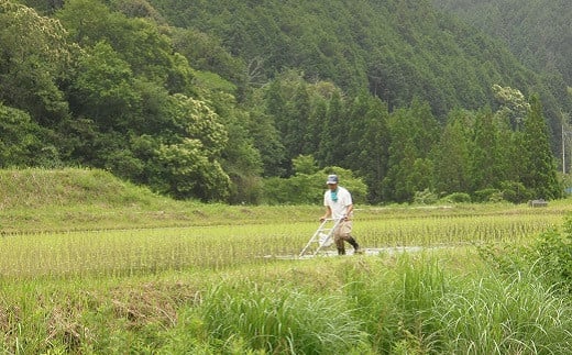 農業をはじめてから30年間、農薬・除草剤・化学肥料を一切使わず栽培しています。