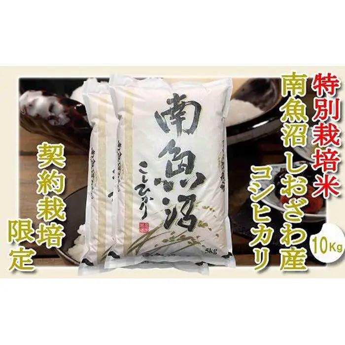 【令和7年産】【精米１０Kg】特別栽培 生産者限定  南魚沼しおざわ産コシヒカリ【銘柄米 ブランド米 精米 こしひかり コシヒカリ 魚沼産 新潟米 産地直送 お米 米 こめ コメ ご飯 御飯 ごはん】
