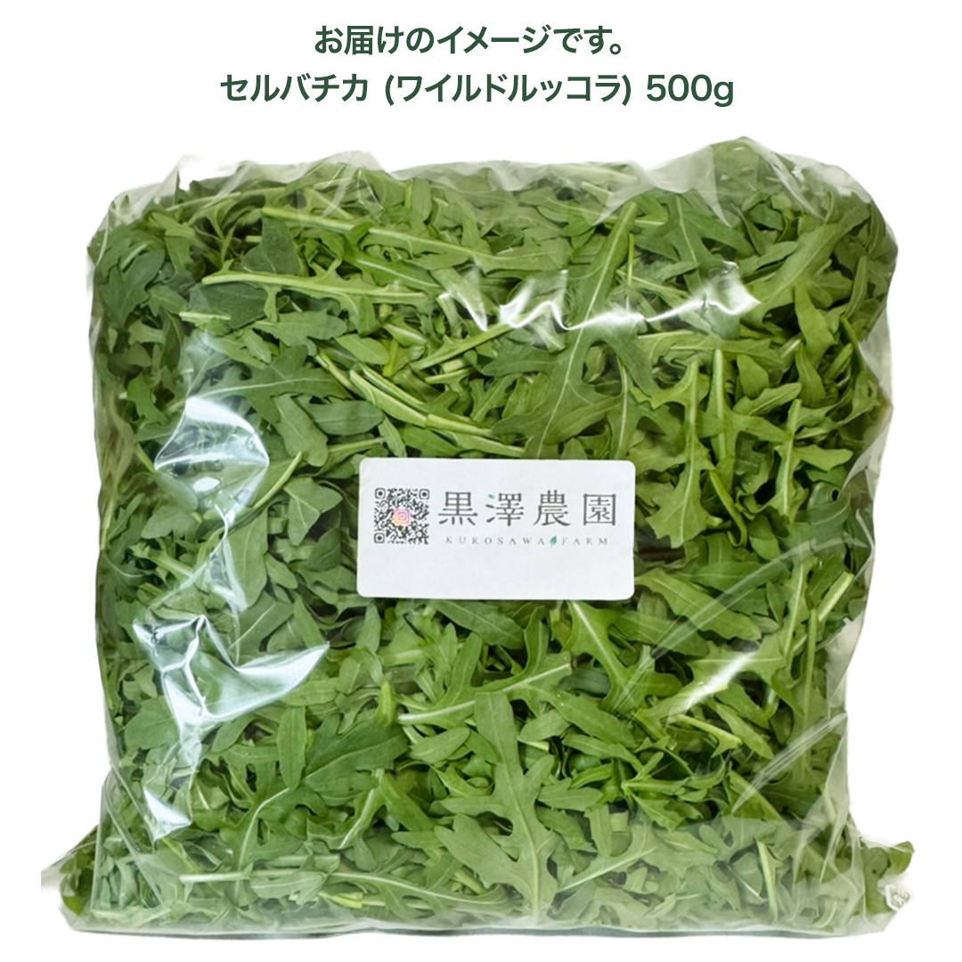 つくばみらい市 で栽培した セルバチカ ( ワイルドルッコラ ) 500g サラダ さらだ ルッコラ ハーブ 新鮮 国産 辛い セルバチコ ベビーリーフ イタリア野菜 イタリア料理 イタリアン パスタ