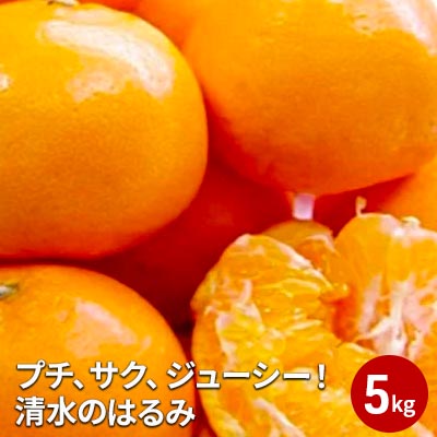 【ふるさと納税】【2027年2月上旬より順次発送】プチ、サク、ジューシー！清水のはるみ 5kg 【配送不可：離島】◆ | 果物類・柑橘類・フルーツ・みかん