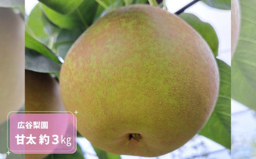 
                  甘太(かんた) 約3kg / 広谷梨園 / 梨 なし 果物 千葉県 特産品
                