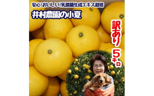 【令和８年】4月中旬以降発送　訳あり 家庭用 井村農園の小夏 ５kg 日向夏 みかん ミカン 柑橘 フルーツ 果物 果実 こなつ コナツ ﾆｭｰｻﾏｰｵﾚﾝｼﾞ おいしい 美味しい ワケアリ 自宅用 ご家庭用 高知県【R01131】