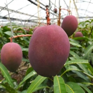 【2026年6月から順次発送・贈答用】美ら島マンゴー農園の完熟中城美らマンゴー秀品1kg(2～3玉)【配送不可地域：離島】【1672805】