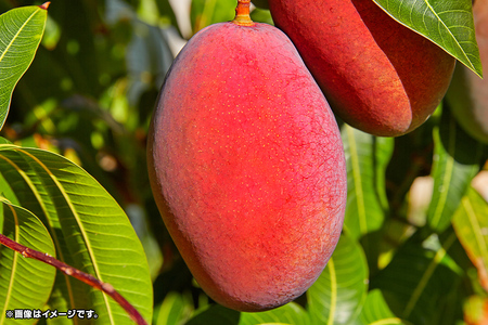 【2024年発送】沖縄県知事賞４度受賞（サンフルーツ糸満）糖度15度以上！マンゴー1kg