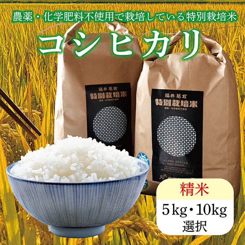 【ふるさと納税】令和7年度 新米 特別栽培米コシヒカリ / 送料無料 福井県 越前市 米 コシヒカリ 農薬不使用 (18209)
