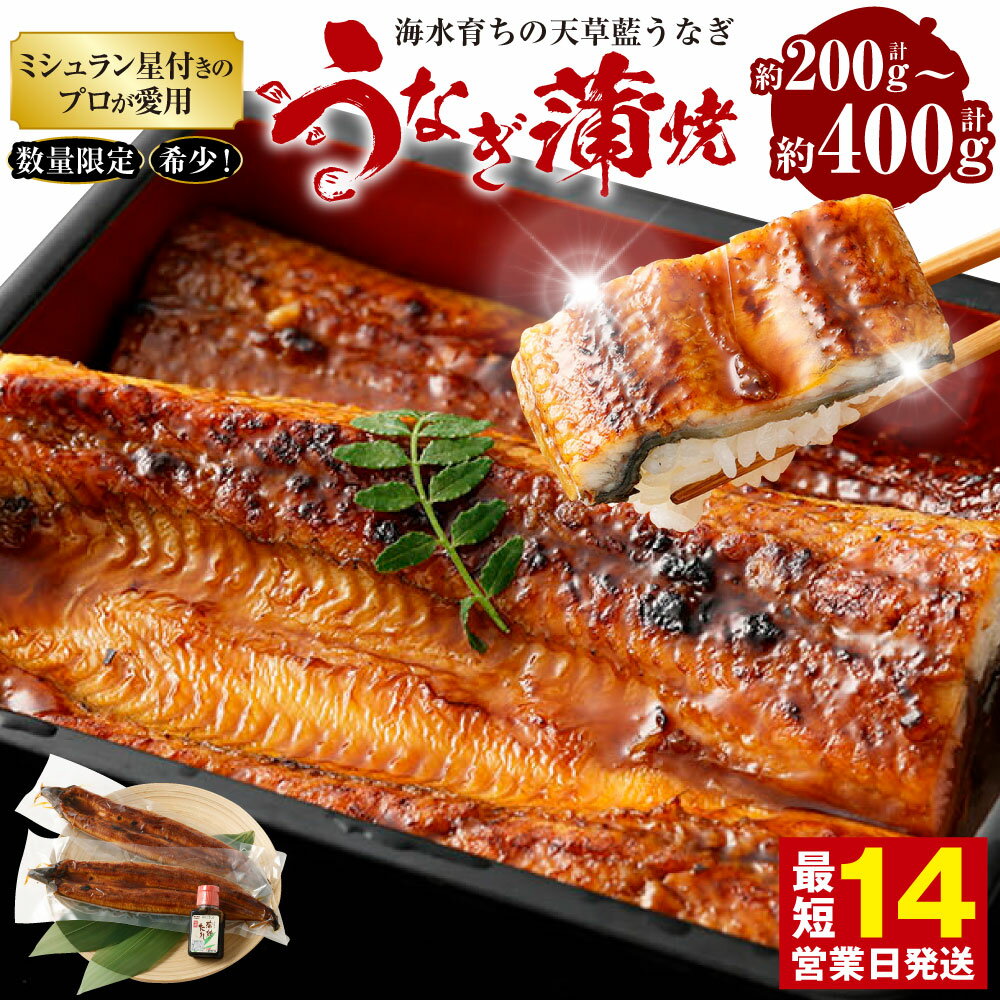 【ふるさと納税】【ミシュラン星付きのプロが愛用】数量限定 〈選べる容量〉海水育ちの天草藍うなぎ 蒲焼き 合計約200g（1尾）合計約400g（2～3尾）またはうなぎ 蒲焼き ウナギ 鰻 国産 蒲焼 蒲焼セット ニホンウナギ 熊本産 グルメ ギフト 老舗 贈答品 お取り寄せ 送料無料