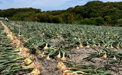 淡路島産玉ねぎ光玉10キロ