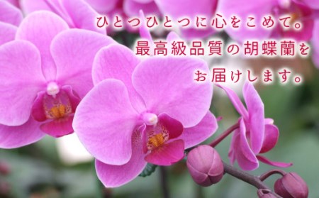 近江の胡蝶蘭 3本立ち 39輪以上 株式会社エフレボ 滋賀県 東近江市 C-E22 近江 胡蝶蘭 3本立ち 39輪 花 フラワー ギフト プレゼント 贈り物 お祝い お供え 滋賀県産 産地直送