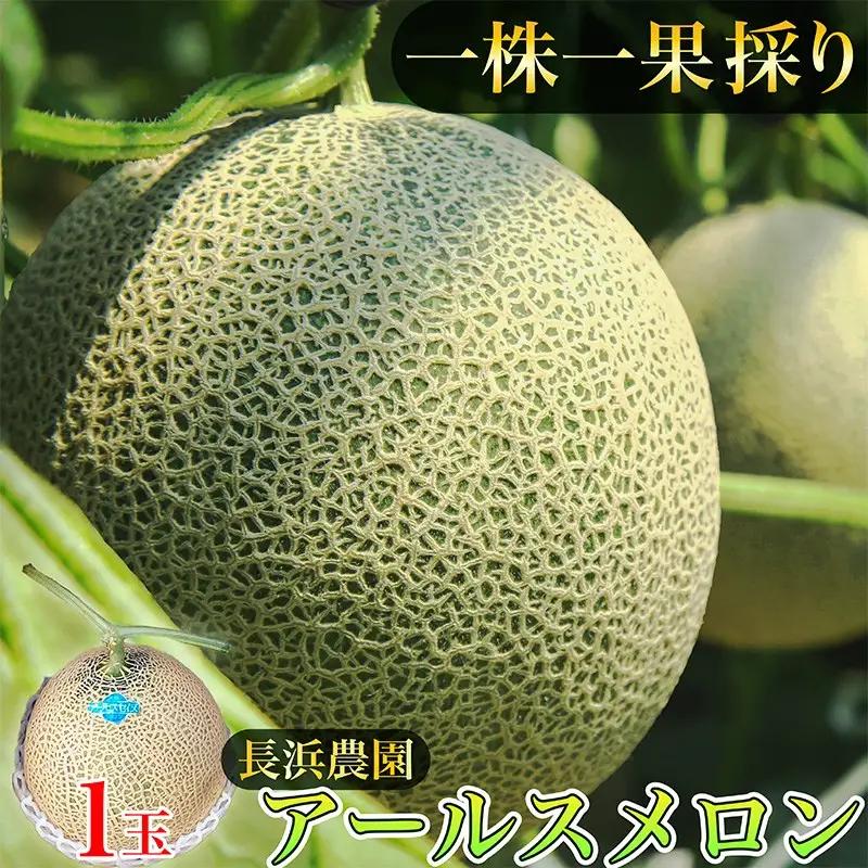 メロン／果物【数量限定100】アールスメロン（ネットメロン） 1玉（2027年7月上旬～発送）フルーツ・果物・メロン