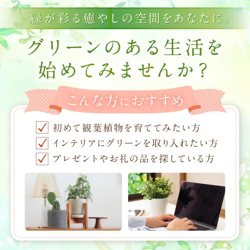 季節の観葉植物3点セット【発送可能時期：4月上旬～7月末、9月上旬～11月末】2号鉢