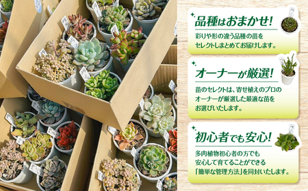 おまかせ 多肉植物 アソート 【 3種 】 KN169-002-01 植物 インテリア MYplus ふるさと納税 鹿児島 鹿屋市 おすすめ ランキング プレゼント ギフト