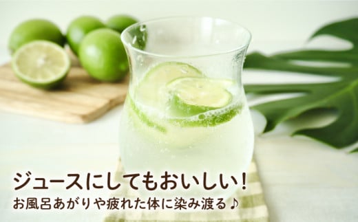 【TVで話題！】【先行予約】青切り シークワーサー 約2kg（110〜150個） ＜広津農園＞ [CBN011]