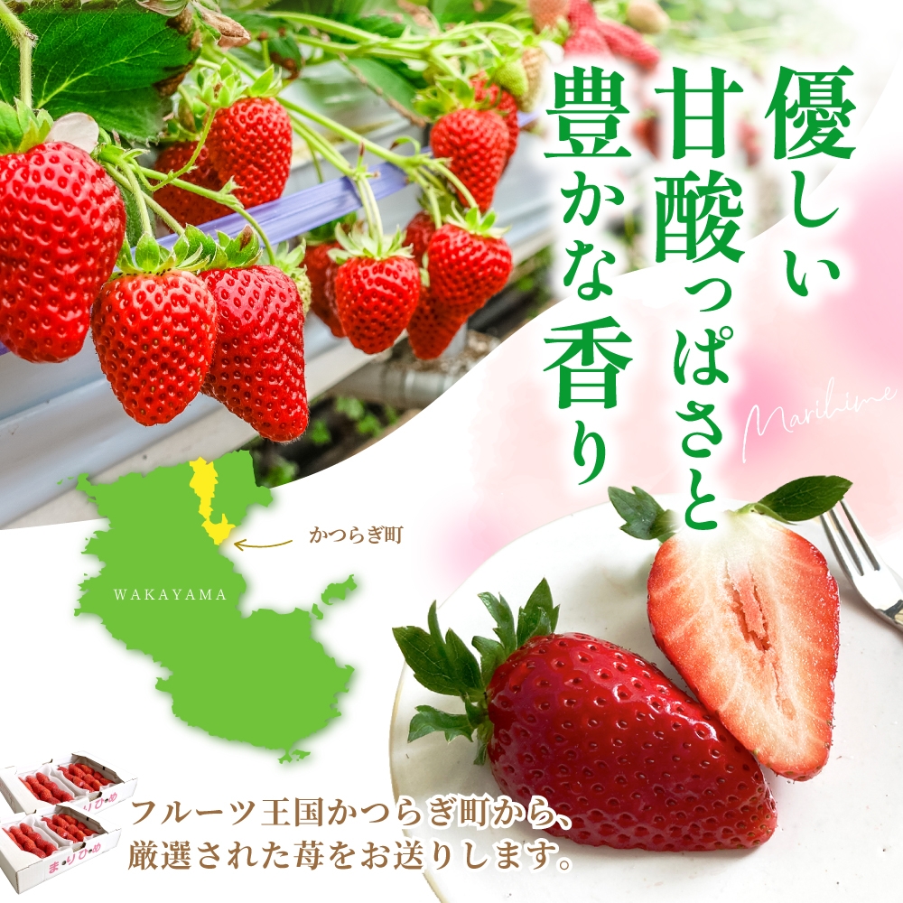 【先行予約】まりひめ いちご 12粒～15粒入り×4パック（1kg）2026年1月中旬頃～2026年3月中旬頃に順次発送予定（お届け日指定不可）/ いちご 苺 まりひめ 和歌山 フルーツ 果物 くだも