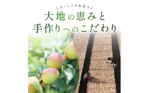松本農園の大粒南高梅3キロ【数量限定 梅干し 梅干 梅 うめぼし 大粒 3kg 松本農園  手作り 漬物 朝食 弁当 昔ながら 大容量 三重県 御浜町】