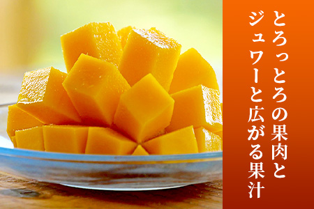 【先行受付】訳あり 沖縄マンゴー（石垣島産）1kg ときわマンゴー農園【2024年7月～8月中旬に順次発送予定】TK-8