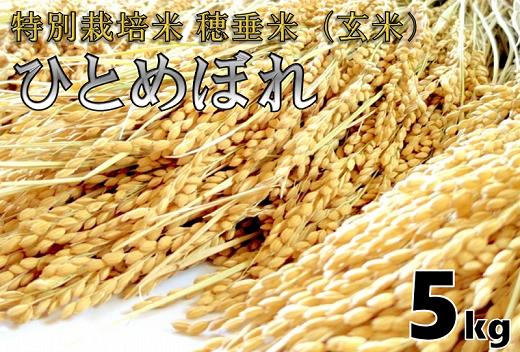 
                  米　玄米　特別栽培米　穂垂米　「ひとめぼれ」　5kg　【令和7年産】
                