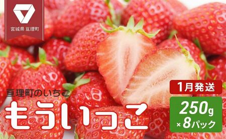 【1月配送】いちご 亘理町のいちご もういっこ 250g × 8パック オンライン決済限定 先行受付中！！ 苺 果物 フルーツ イチゴ セット