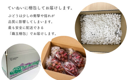 TK08-24A ぶどう クイーンルージュ®  2kg／2024年9月中旬頃～配送予定 種なし 希少なぶどうです