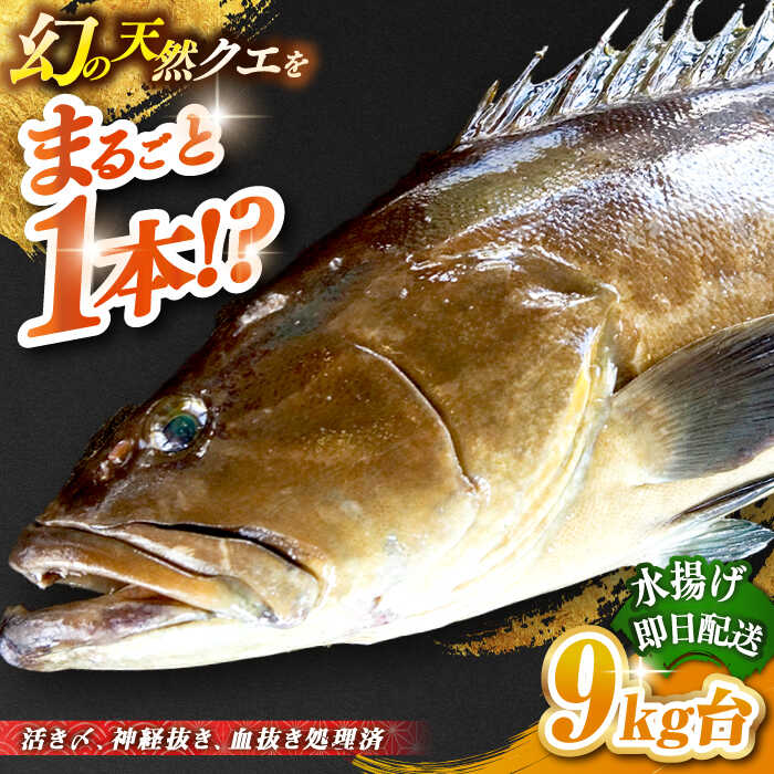 【ふるさと納税】天然クエ（9キロ台・丸もの） 《壱岐市》【壱岐島　玄海屋】[JBS047] クエ 魚 刺身 しゃぶしゃぶ 670000 670000円 67万円 のし プレゼント ギフト