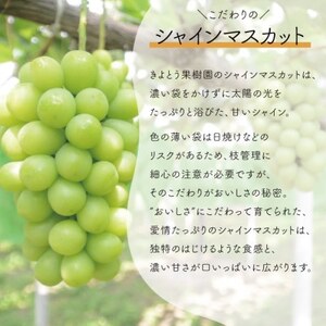 【きよとうファーム】訳あり品 シャインマスカット/約2kg(岡山県産)【配送不可地域：離島】【1602687】