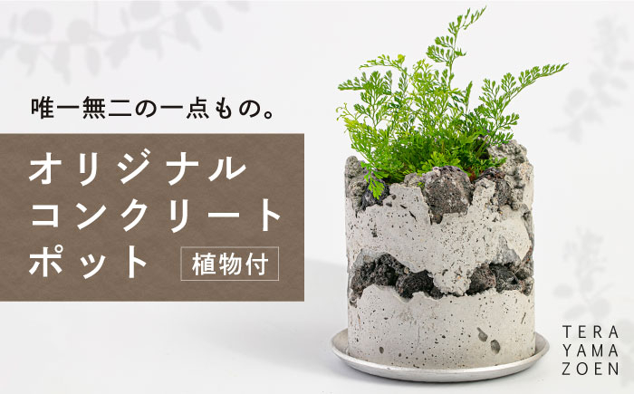 
                  TERAYAMA ZOEN オリジナルコンクリートポット（植物付き） 糸島市 / NIWAMO 鉢 観葉植物 [AIO001]
                