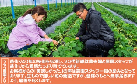 いちご 2027年2月下旬より発送 いちご あまおう スタンダード2パック 約570g