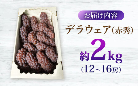 【先行予約】【8月上旬から8月中旬に順次発送】 ぶどう デラウェア 2kg（12から16房） 赤秀 露地栽培 ブドウ 果物 くだもの フルーツ ぶどう 葡萄 三次市/西田ぶどう園[APCM010]