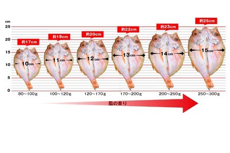 【どんちっちブランド】 のどぐろ一夜干し（１００g～１２０gｘ６枚） 一夜干し おつまみ ブランド魚 アカムツ 国産 ふるさと納税 のどぐろ【1832】