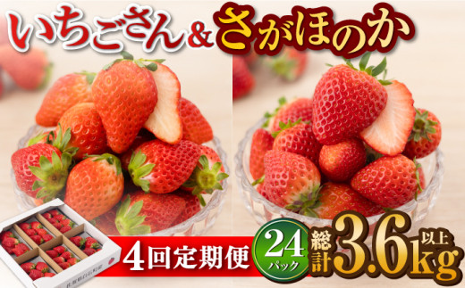 【先行予約】【4回定期便】白石産赤いちご 人気2種定期便（さがほのか＆いちごさん） 約150g×6パック/回（総計3.6kg以上）【道の駅しろいしカンパニー】 [IAA033]