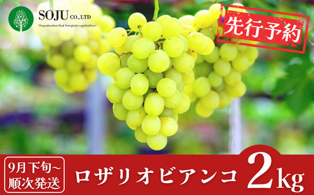 先行予約 ぶどう ロザリオビアンコ 約2kg [9月下旬から発送予定] 令和7年度 贈答用 新潟県 三条市産 [三条果樹専門家集団]【016P038】