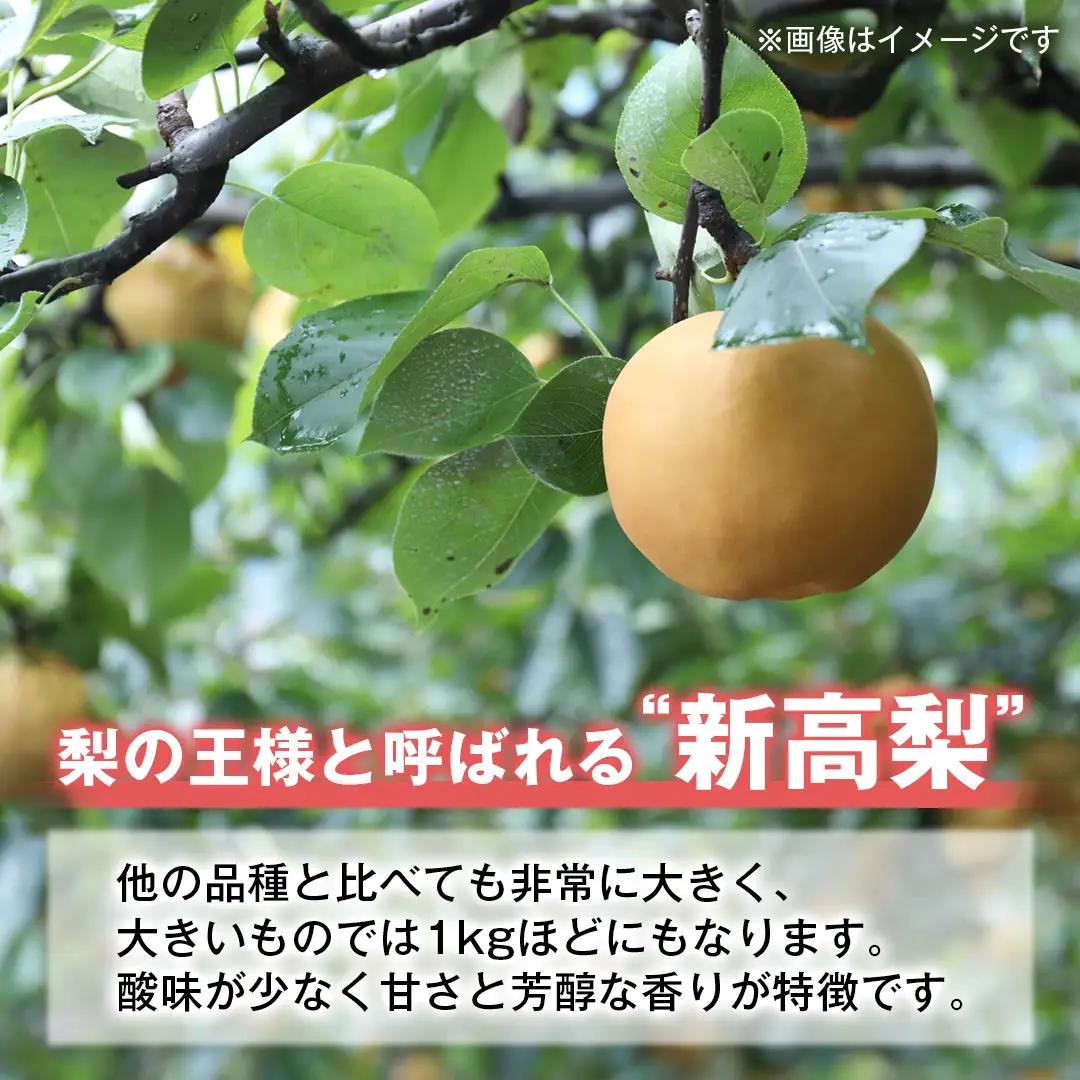 梨 新高 約10kg 【2026年10月より発送開始】（茨城県共通返礼品 [梨]：大子町産）