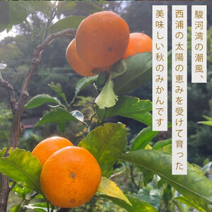訳あり 早生みかん 早生 約3kg 秋 みかん
