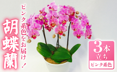 胡蝶蘭 花 ギフト ピンク系 5.5号 3本立ち お祝い プレゼント 【 胡蝶蘭 】　