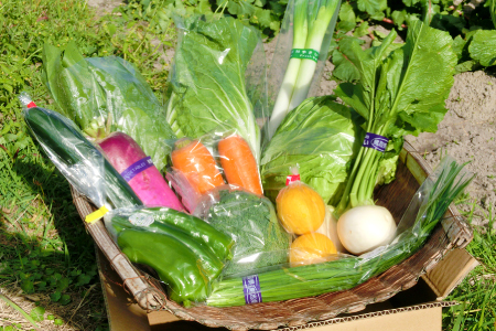 新鮮朝採れ野菜セット【 新鮮野菜 9~11種類 季節 旬 野菜 果物 詰め合せ 国産 おまかせ 葉物 根菜 冷蔵 野菜室 加工品 鳥取県産 季節限定 山菜 加工品】