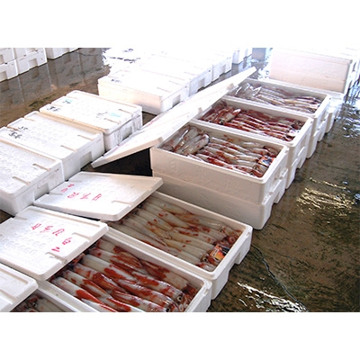 朝とれ白イカ(生・冷蔵)約1.5kg(5−8杯程度入)　半分は刺身用に下処理、半分は丸のままで【配送不可地域：離島・北海道・沖縄県・東北】【1114070】