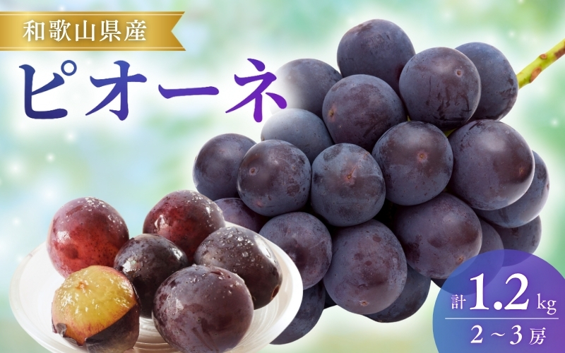 【先行予約】ピオーネ 和歌山県産 600g×2～3房/箱（計1.2kg） / ぶどう 葡萄 ブドウ 産地直送 農家直送 フルーツ 果物【mat306A】