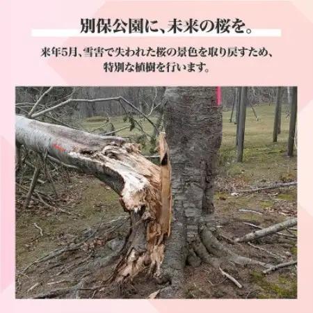 【返礼品なし】桜を雪害から復活させたい「日本一遅い桜まつり」応援寄附(1口1,000円)