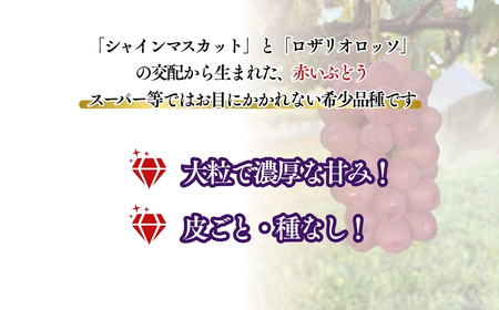【2026年先行予約】まるで赤い宝石！「スカーレット」約1kg~1.2kg|ぶどう ぶどう スカーレット