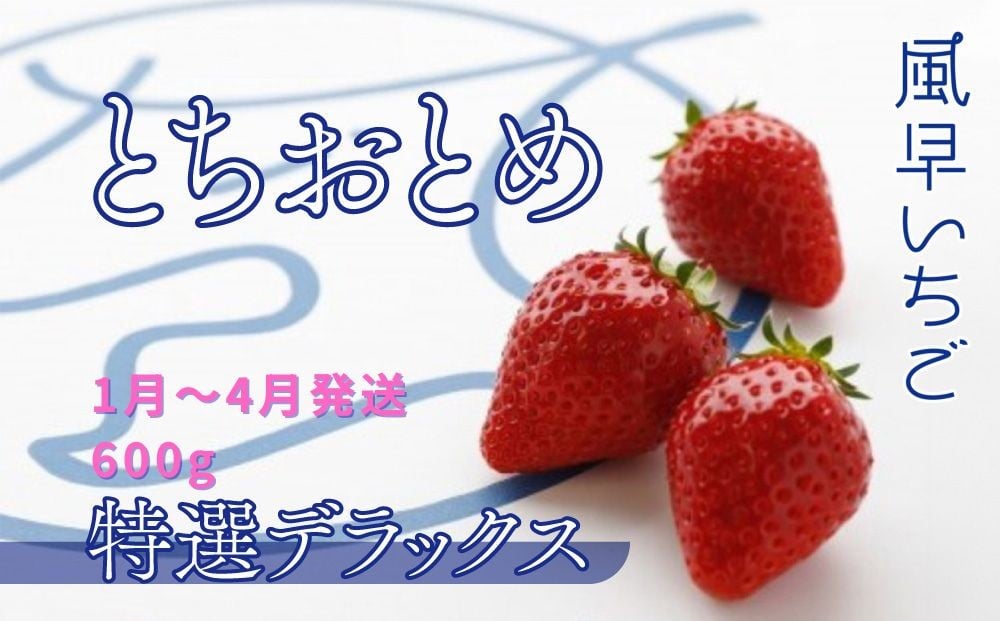 
            【1～4月発送】いちご とちおとめ特選デラックス 10～22粒×1箱（2パック） 苺 イチゴ とちおとめ 選べる 発送月 発送回数 個数 いちご「とちおとめ」風早いちご園 有名ホテル使用 厳選 フルーツ 果物 季節限定 甘い 濃厚 ジューシー 新鮮 1箱 送料無料 ギフト 贈答 茨城県 鉾田市 野菜王国 予約受付
          