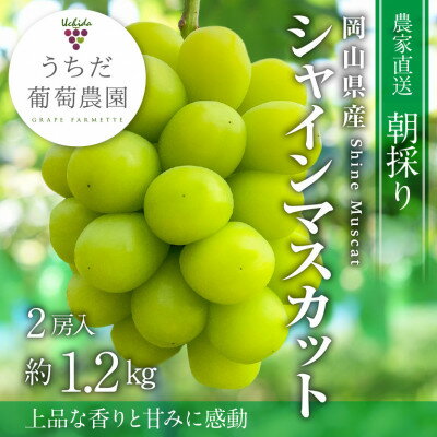 【ふるさと納税】【2026年発送】朝採りシャインマスカット2房入(約1.2kg)【配送不可地域：離島】【1609771】